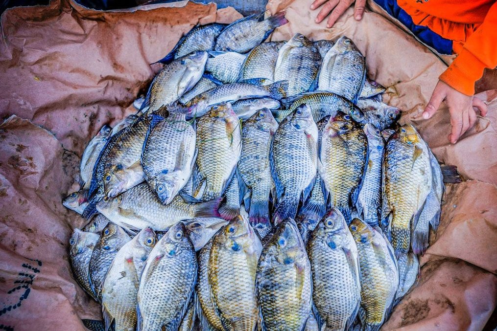 Thức ăn cho cá rô phi