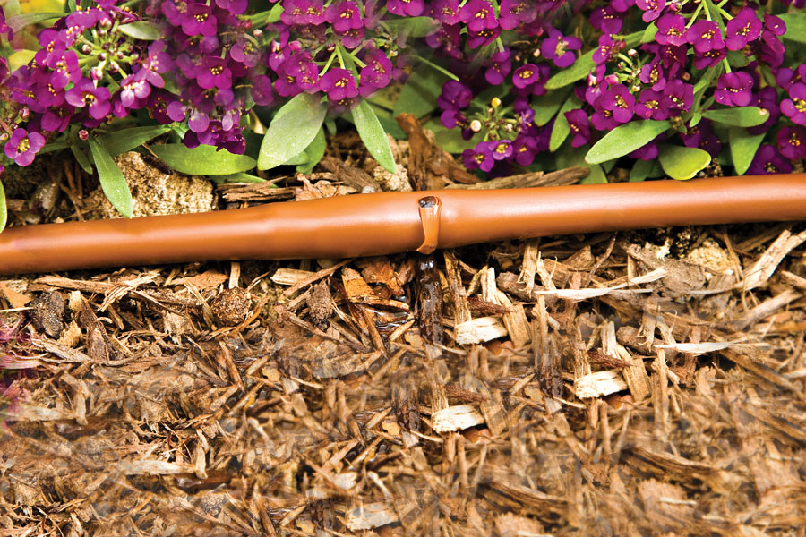 Lưu ý khi trồng - chăm sóc - tưới cây sân thượng