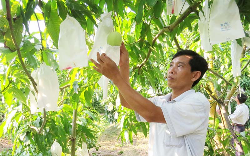 Kỹ thuật trồng xoài cát Hòa Lộc