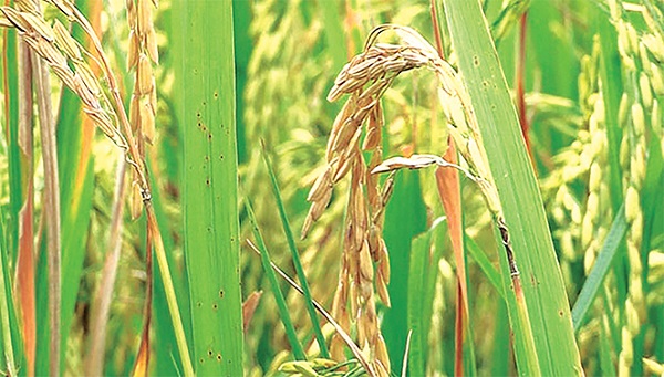 Biện Pháp Phòng Trừ Bệnh Đạo Ôn Cổ Bông