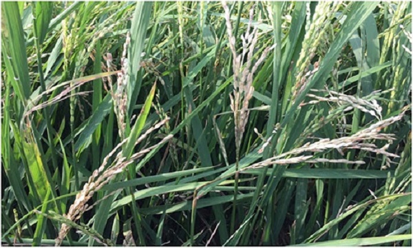 Thời điểm thuận lợi để bệnh đạo ôn phát triển là lúc bà con cần phòng bệnh cho cây