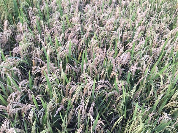 Thời điểm phòng bệnh quyết định đến hiệu quả