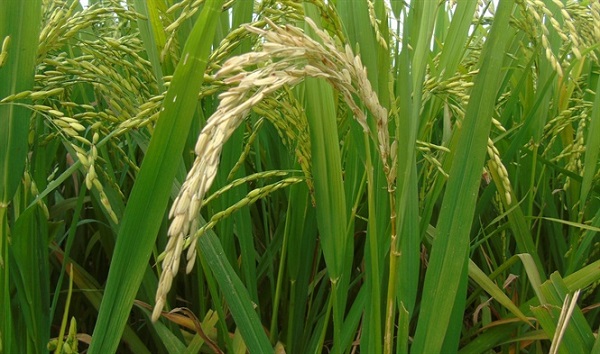 Bệnh đạo ôn cổ bông xuất hiện do loại nấm Pyricularia oryzae gây ra