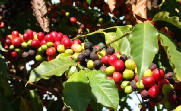 Có thể dùng biện pháp canh tác để hạn chế bệnh khô cành khô quả trên cây cà phê