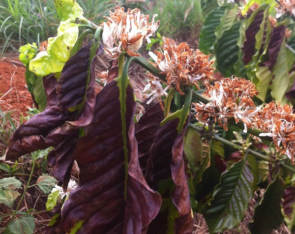 Cùng Tìm Hiểu Về Bệnh Khô Cành Khô Quả Trên Cây Cà Phê