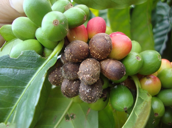 Bệnh Thán Thư Trên Cây Cà Phê Có Cách Nào Để Phòng Trị?