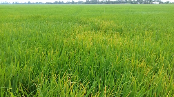 Bệnh vàng lá chín sớm thường xuất hiện nặng nhất vào cuối vụ