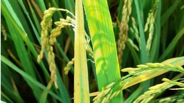 Có Cách Nào Để Khắc Phục Bệnh Vàng Lá Chín Sớm Không?