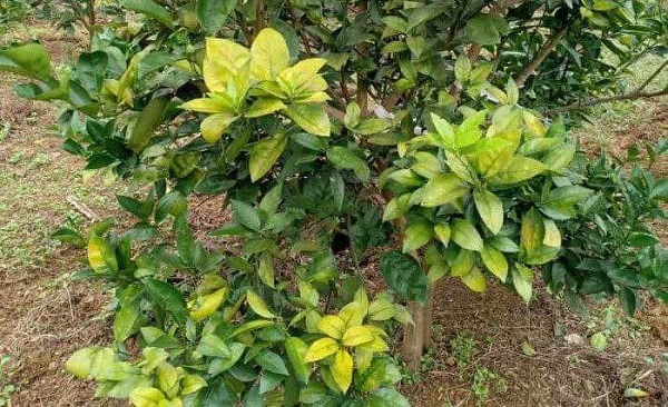 Chế độ ánh sáng đóng vai trò quan trọng trong tiêu diệt nấm và hồi phục cây