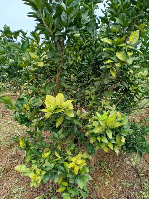 Để phòng trừ bệnh vàng lá thối rễ bà con chú ý kiểm tra vườn thường xuyên để có biện pháp xử lý kịp thời