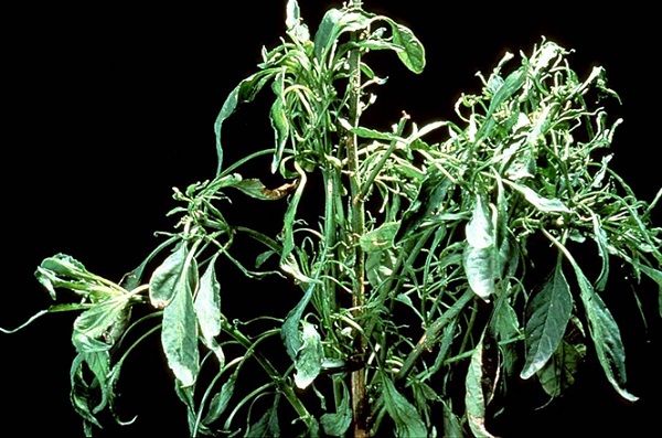 Bệnh xoăn lá ớt thường sẽ do vi rút gây ra