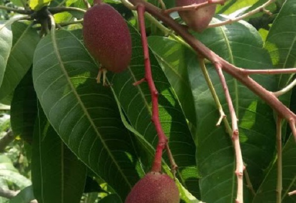 Bà con có thể dùng những loại thuốc đặc trị bọ trĩ để phun cho cây xoài