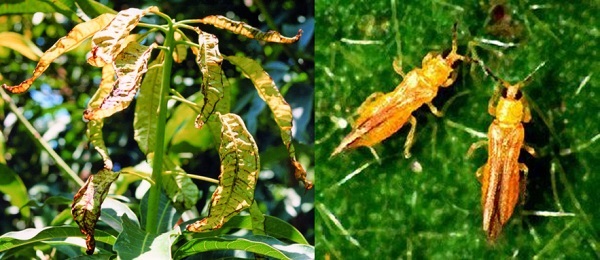 Bọ trĩ dùng miệng để đục thủng vào những bộ phận non trên cây xoài