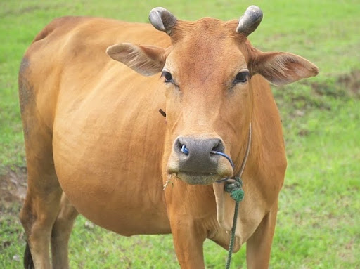 Phối giống cho bò