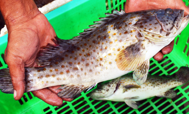 Kỹ thuật nuôi cá bống mú