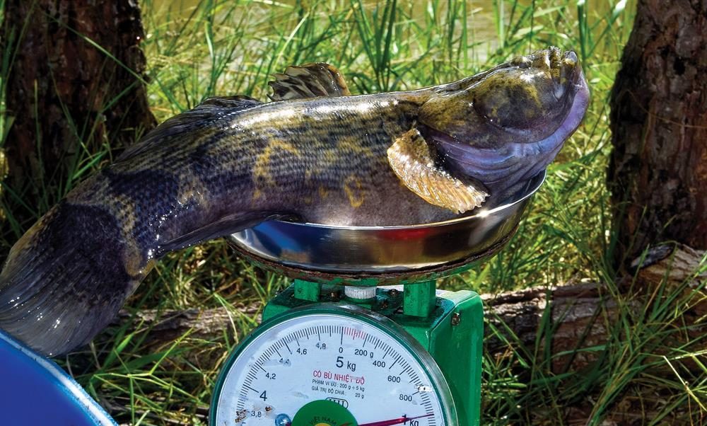 Nuôi cá bống tượng sao cho trúng lớn?