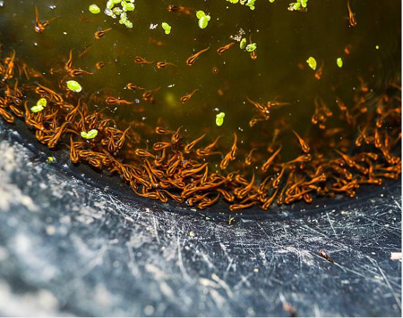 cách nuôi cá lóc 