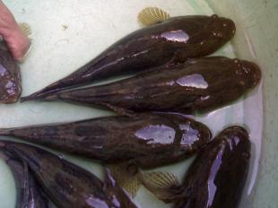 Tìm hiểu về bống dừa