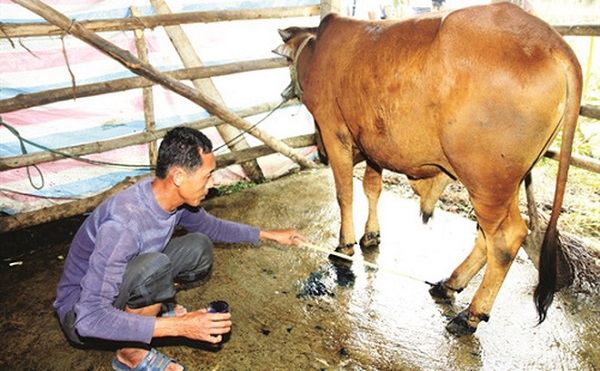 Cách Phòng Trị Các Bệnh Thường Gặp Ở Trâu Bò