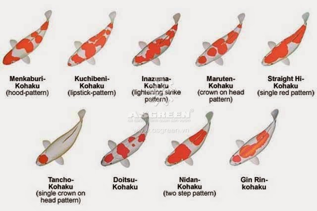 nuôi cá koi kohaku