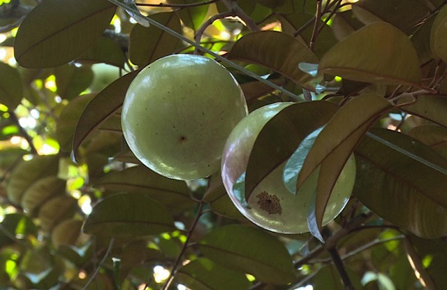 Vú Vú sữa Lò Rèn có hương thơm của sữa và vani rất đặc biệt