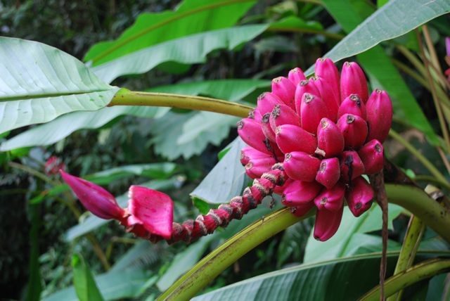 Các Loại Chuối Trên Thế Giới Độc - Lạ Nhất