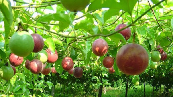 Các Loại Dây Leo Ăn Trái Dễ Trồng Nhất