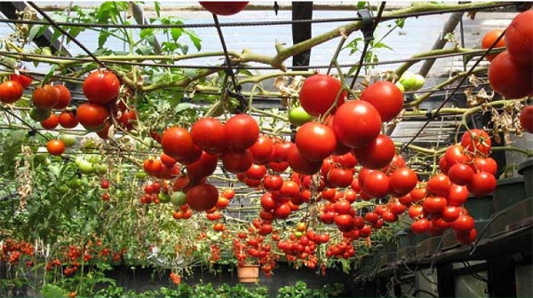 Nếu muốn thử trồng một loại cây độc đáo trong vườn nhà bạn thì cà chua leo giàn là mọt gợi ý không tồi một chút nào.