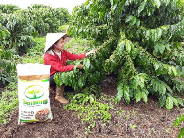 Mách Bà Con Cách Chăm Sóc Cà Phê Mùa Khô