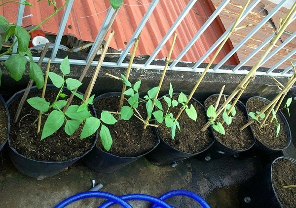 Bà con có thể tuỳ ý lựa chọn loại hạt giống đậu đũa dựa theo nhu cầu của mình