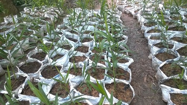 Đất trong bao trồng gừng cần đảm bảo độ tơi xốp và thoát nước tốt