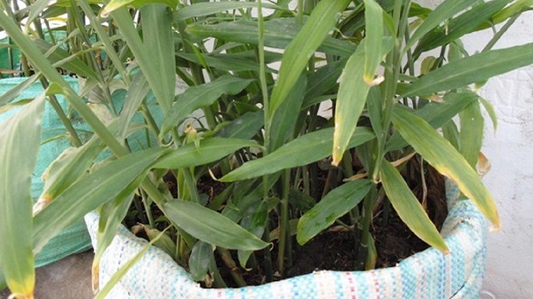 Chi Tiết Cách Trồng Gừng Trong Bao Cho Củ Lớn