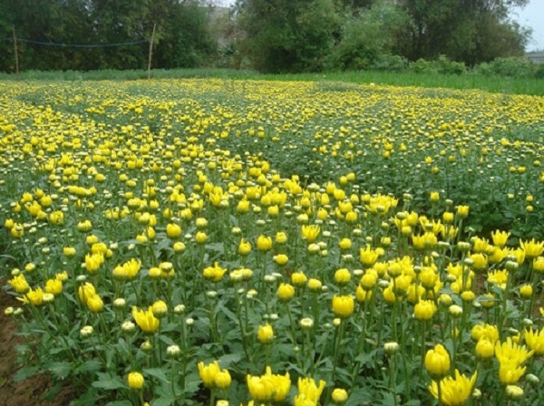 Cây hoa cúc sau khi trồng được 2 tuần cần bón thúc để cung cấp dinh dưỡng cho cây