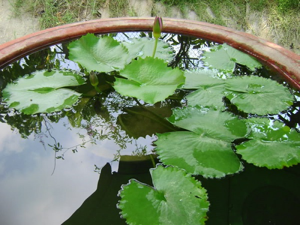 Kỹ thuật trồng cây hoa súng vào chậu không quá phức tạp