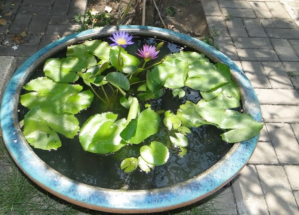 Hoa súng đã được trồng sẵn trong chậu nước nên không cần tưới thêm nước