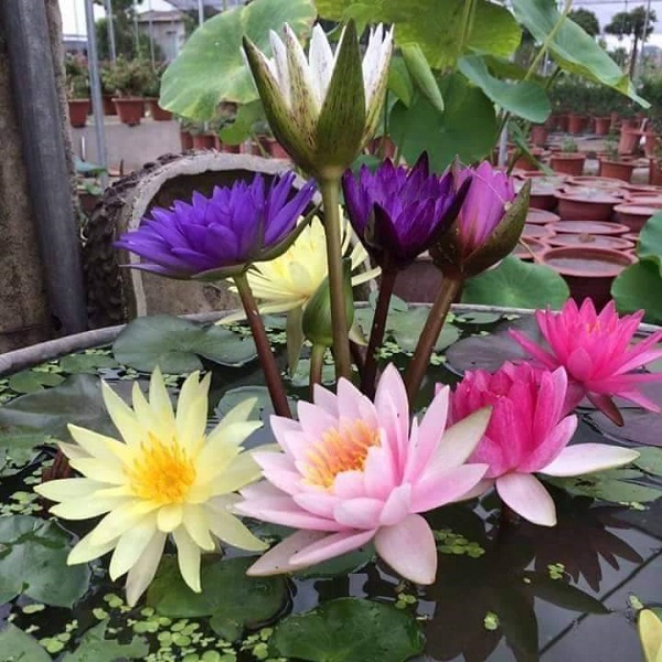 Hướng Dẫn Cách Trồng Hoa Súng Ra Hoa Đẹp