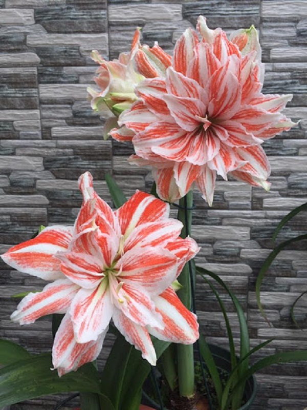 Thời điểm trồng lan huệ để ra hoa đúng dịp tết là vào đầu tháng 10 dương lịch