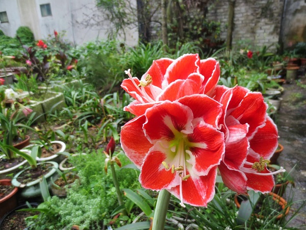 Quá trình chăm sóc hoa lan huệ không có quá nhiều công đoạn