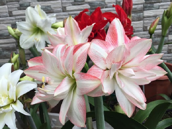 Cách Trồng Lan Huệ Ra Hoa Đúng Tết Có Đơn Giản Không