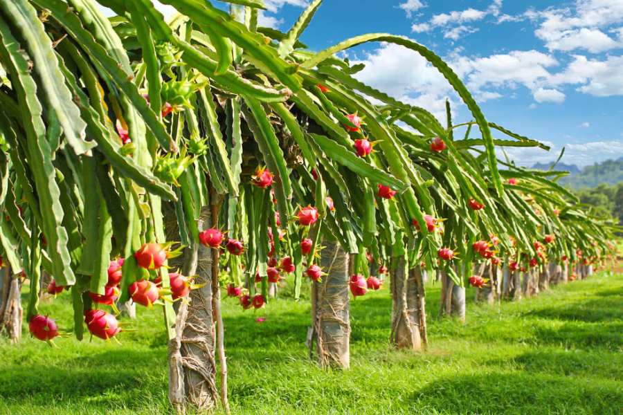 kỹ thuật trồng thanh long 1