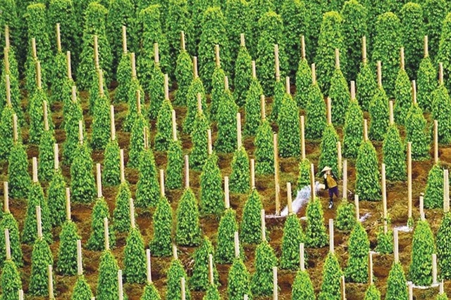 thường trụ trồng tiêu sẽ làm từ bê tông hoặc gỗ chắc