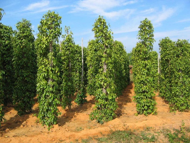 Chia Sẻ Cách Trồng Tiêu Hiệu Quả Đạt Năng Suất