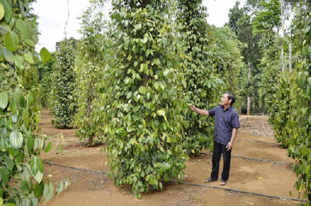 Phân hữu cơ và phân khoáng cung cấp dưỡng chất chính cho cây tiêu phát triển