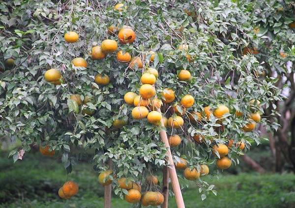 Chia Sẻ Kỹ Thuật Trồng Và Chăm Sóc Cam Bù Hương Sơn