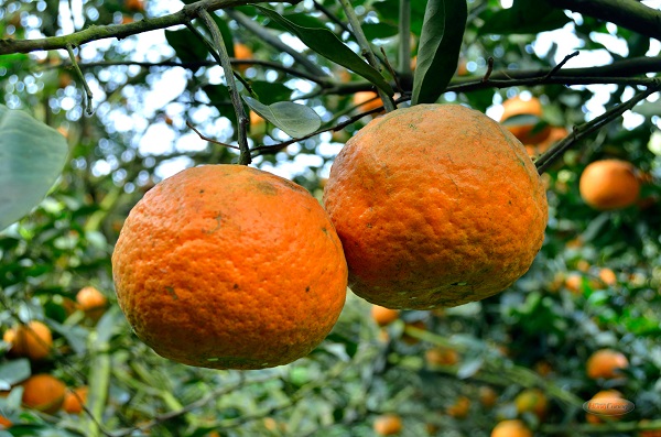 Những Đặc Điểm Của Cam Sành Hàm Yên Có Thể Bạn Chưa Biết