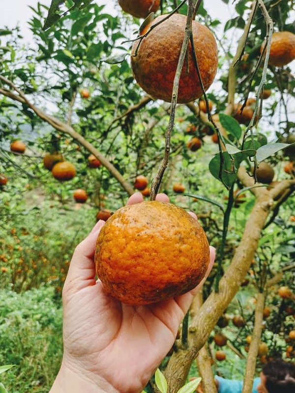 Cam sành Hàm Yên chín cây có hương vị ngon nhất