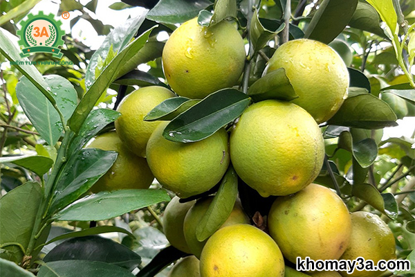 Đặc tính của cam xoàn