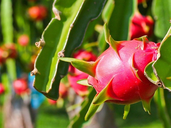 Tìm Hiểu Những Loại Cây Ăn Quả Dễ Trồng Nhất