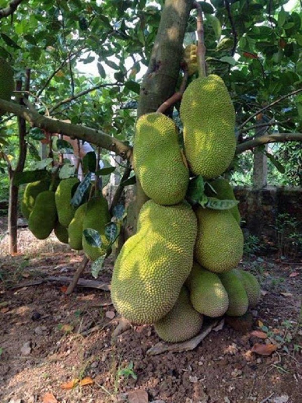 Mít được xếp vào danh sách những loại cây ăn quả dễ trồng