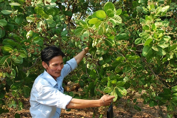 Cây điều trong giai đoạn kinh doanh cần bón phân thành nhiều đợt theo liều lượng nhất định
